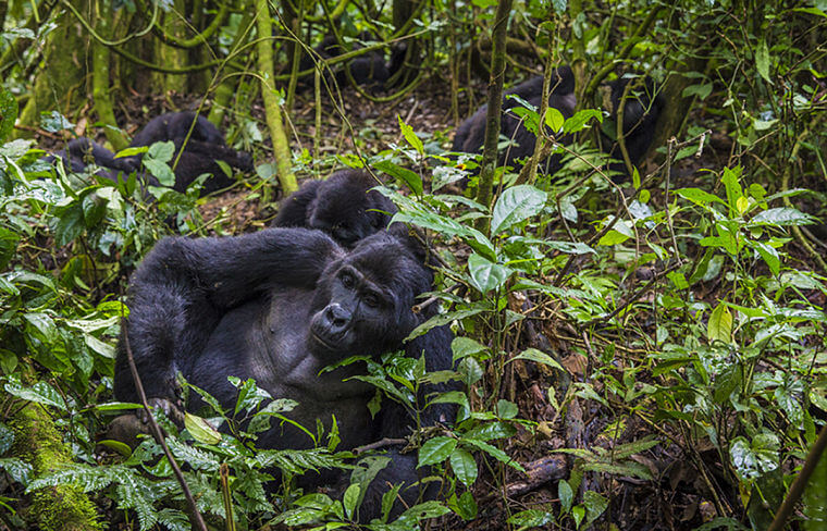 Sanctuary Gorilla Forest Camp berggorillas in Bwindi