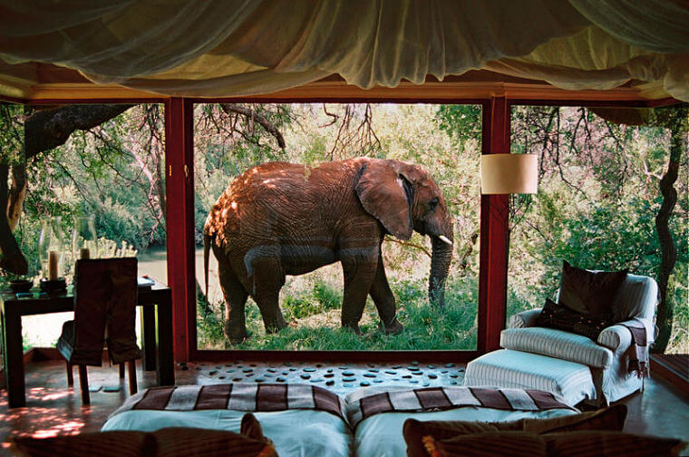 Makanyane Safari Lodge olifant voor slaapkamer