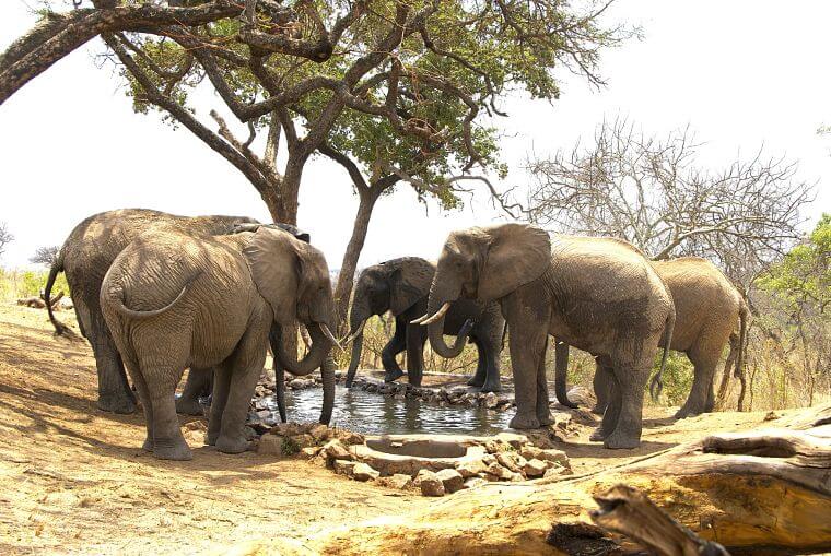 Tarangire Treetops drinkende olifanten bij waterhole van de lodge