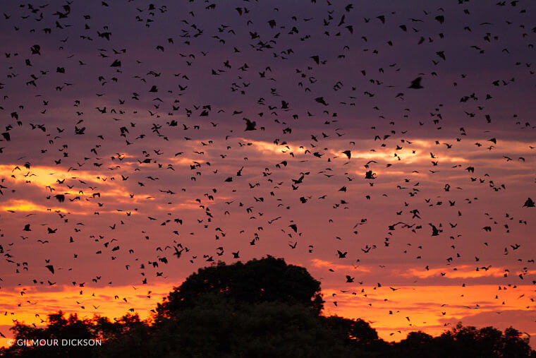 Vleermuismigratie bij zonsondergang in Kasanka National Park Zambia
