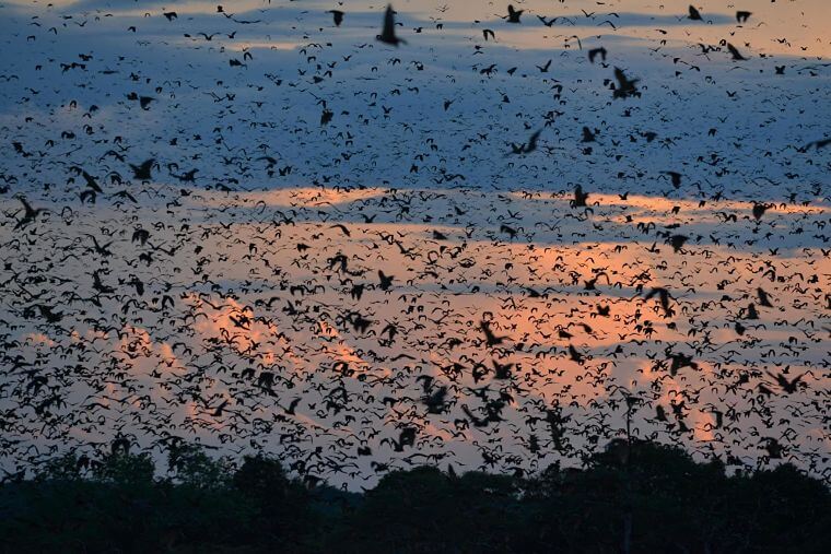 Vleermuismigratie in Kasanka National Park Zambia