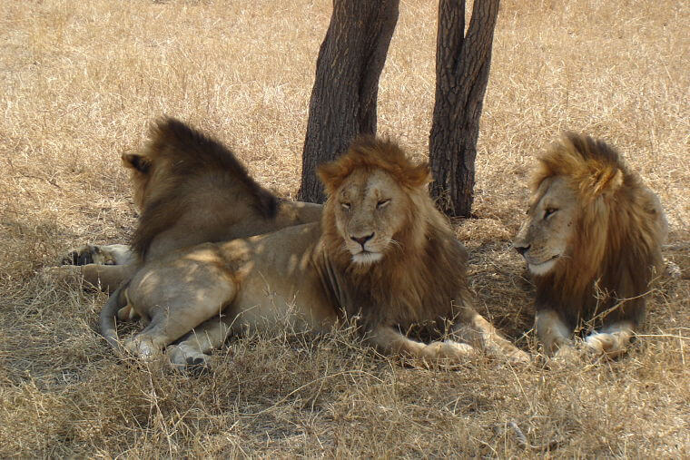 Leeuwen relaxen in Serengeti National Park
