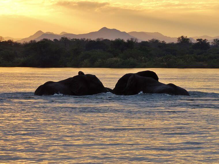 Spelende olifanten in de Zambezi rivier Zambia