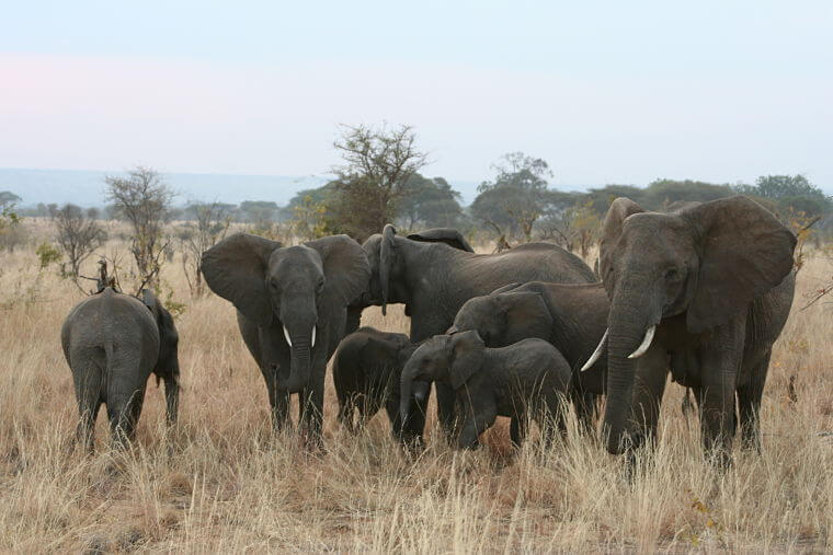 Tarangire National Park olifanten speeltuin van Tanzania