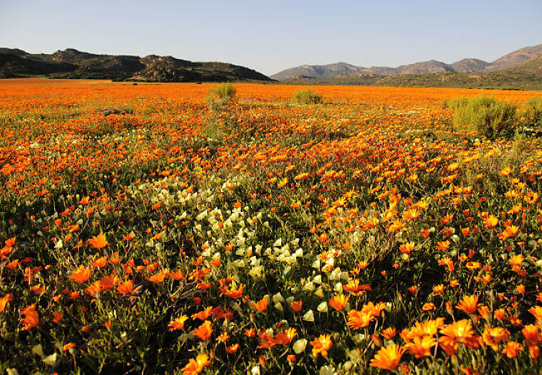 West Kaap Zuid-Afrika velden met wilde bloemen