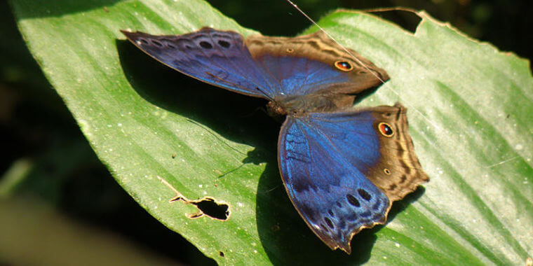 Bwindi Impenetrable National Park 200 vlindersoorten