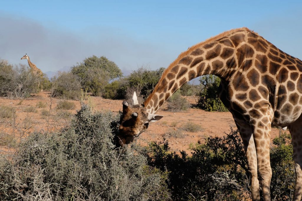 Garden Route, Giraffe in Buffelsdrift Game Reserve, Zuid-Afrika