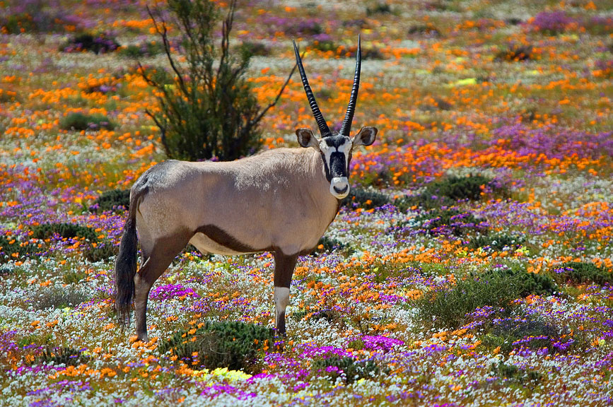Gemsbok in Namaqua National Park Zuid-Afrika