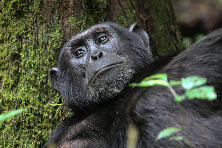 Kibale Forest National Park chimpansees