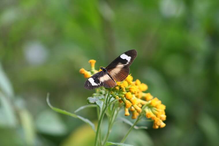 Kibale Forest National Park rijk aan vlinders Uganda