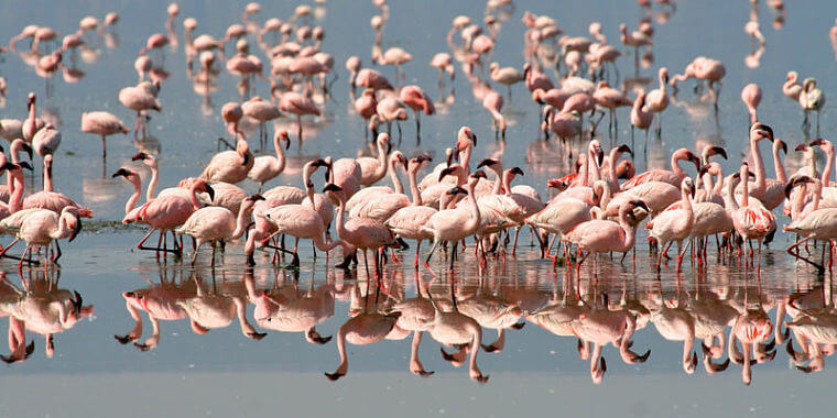 Mahale Mountains National Park flamingo's in Lake Tanganyika