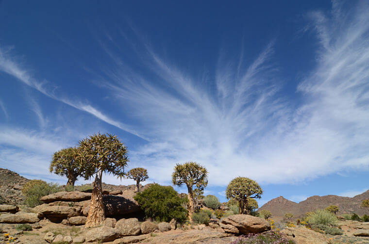 Noord Kaap Zuid-Afrika Quiver trees (kokerbomen)