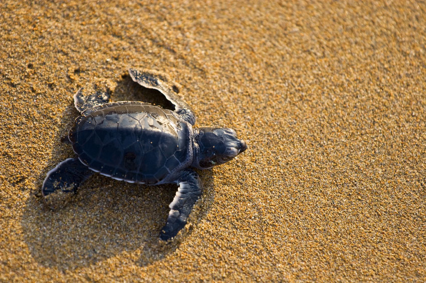 Schildpadje bij Maputaland Marine Reserve in Zuid-Afrika