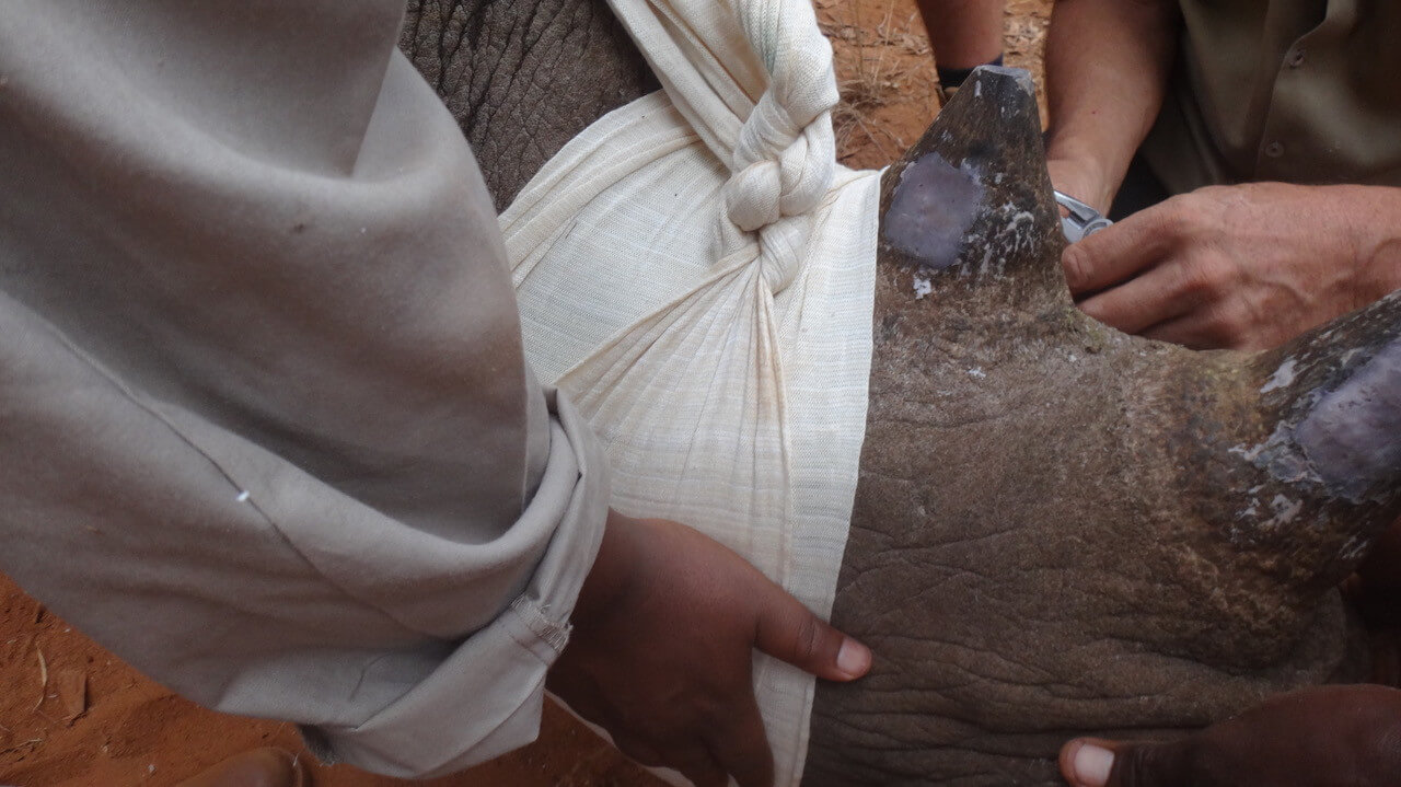 Sensoren in hoorn beschermen zwarte neushoorns in Tanzania