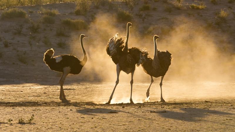 Struisvogels langs Route 62 in Zuid-Afrika
