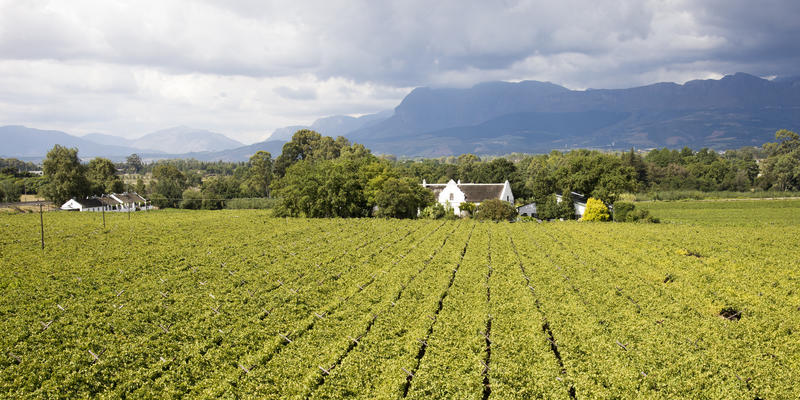 Wijngaard bij Paarl Zuid-Afrika