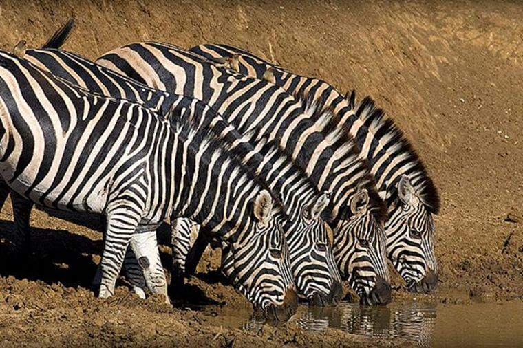 Zebra's in het Black Rhino Game Reserve Zuid-Afrika