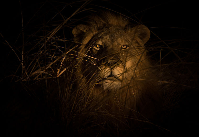 Leeuw in de nacht tijdens wildlife fotosafari Zambia