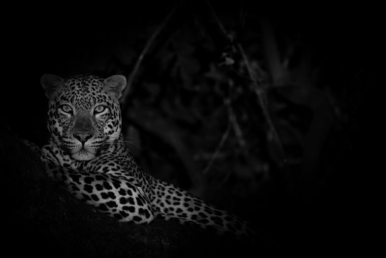 Fotoreizen luipaard in de nacht tijdens wildlife fotosafari in Zambia