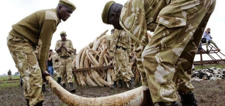 Minder olifanten gedood in Afrika