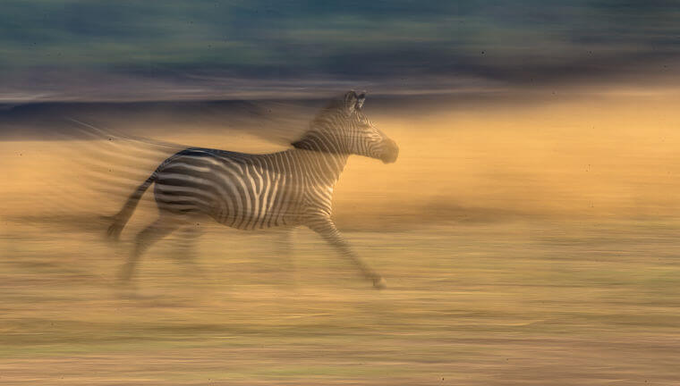 Zebra in actie in South Luangwa National Park Zambia