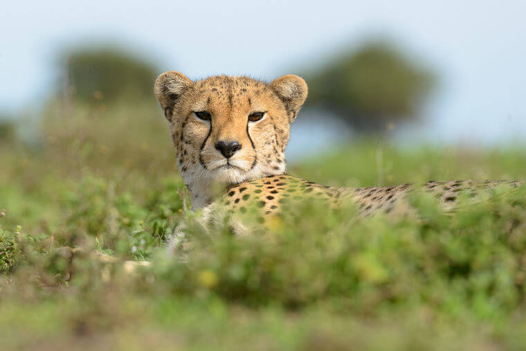 Cheetah observeert geboortegolf in Serengeti National Park Tanzania