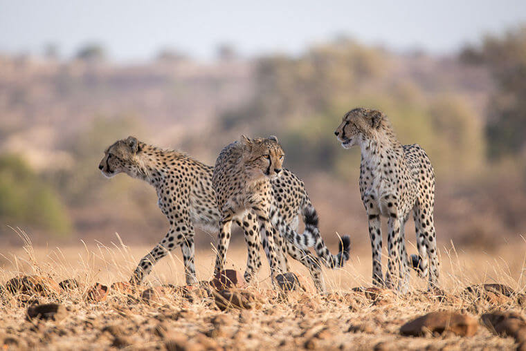 Cheetahs bij Mashatu Botswana tijdens wildlife fotosafari