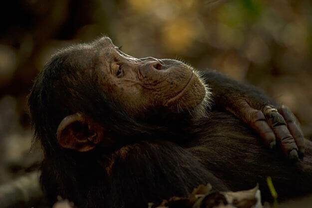 Chimpansee baby in Mahale National Park Tanzania