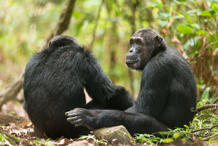 Chimpansees in Mahale National Park Tanzania