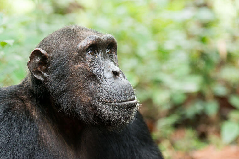 Close up chimpansee in Mahale National Park Tanzania
