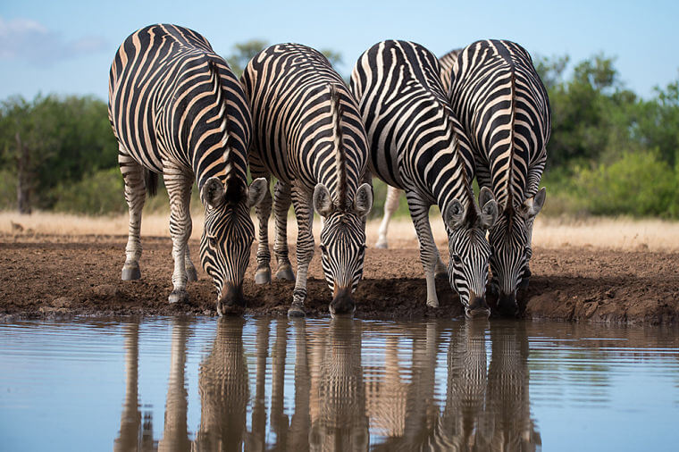 Drinkende zebra's bij Mashatu Game Reserve Botswana