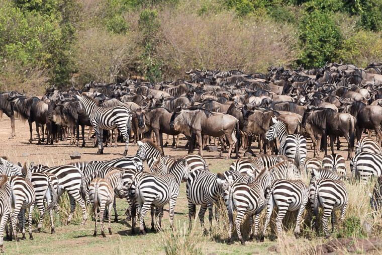 Grote migratie gnoes en zebra's in Masai Mara National Reserve Kenia