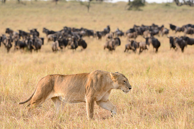 Leeuw en gnoes in Serengeti National Park Tanzania