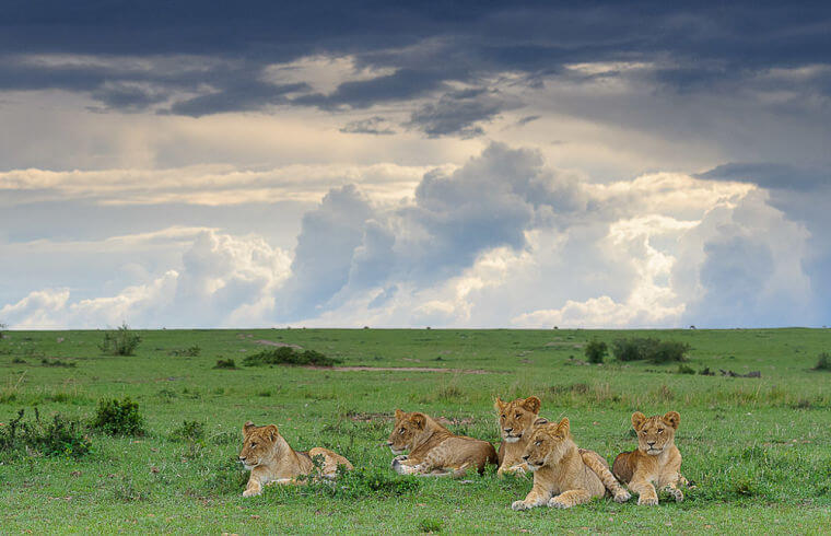 Leeuwen welpen in Masai Mara National Reserve Kenia