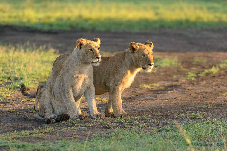 Leeuwen welpjes op de uitkijk in Serengeti National Park Tanzania