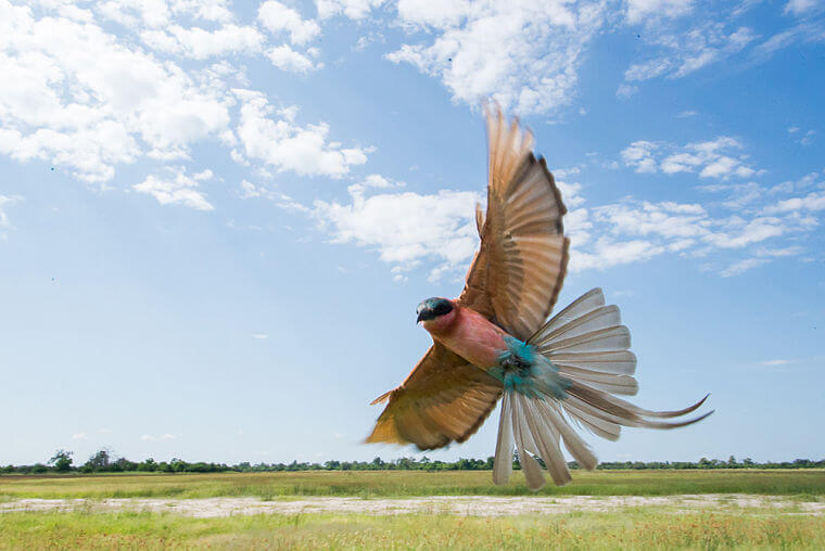 Lilac Brested Roller in Linyanti eco-systeem Botswana