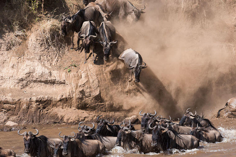 Mara river crossing gnoes in Masai Mara National Reserve Kenia