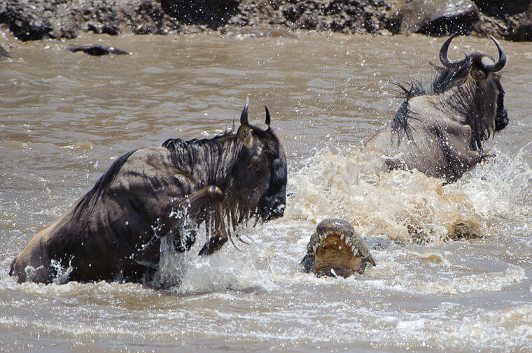 River crossing gnoes in Masai Mara National Reserve Kenia