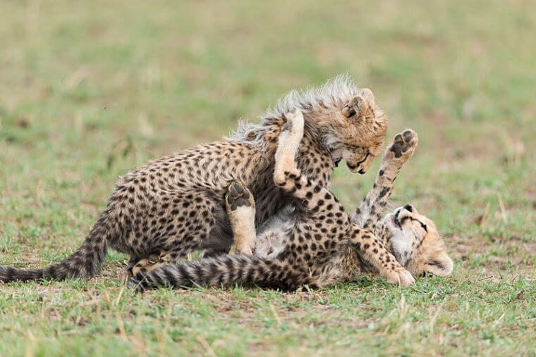Spelende cheetah welpjes in Masai Mara National Reserve Kenia