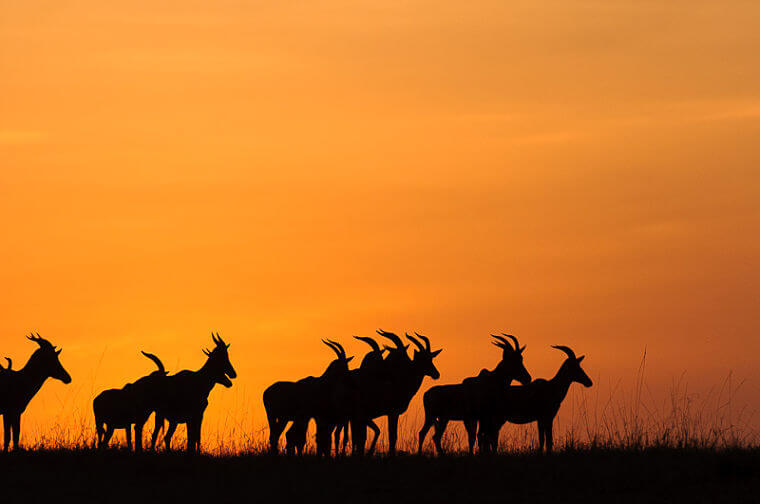 Topi's tijdens zonsondergang boven Masai Mara National Reserve Kenia