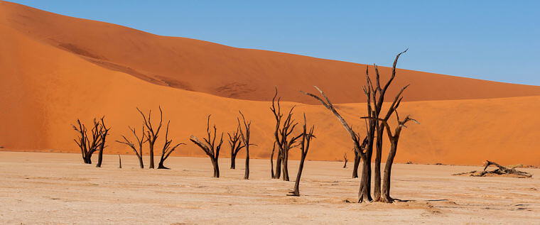 Death vlei bij Sossusvlei Namibië