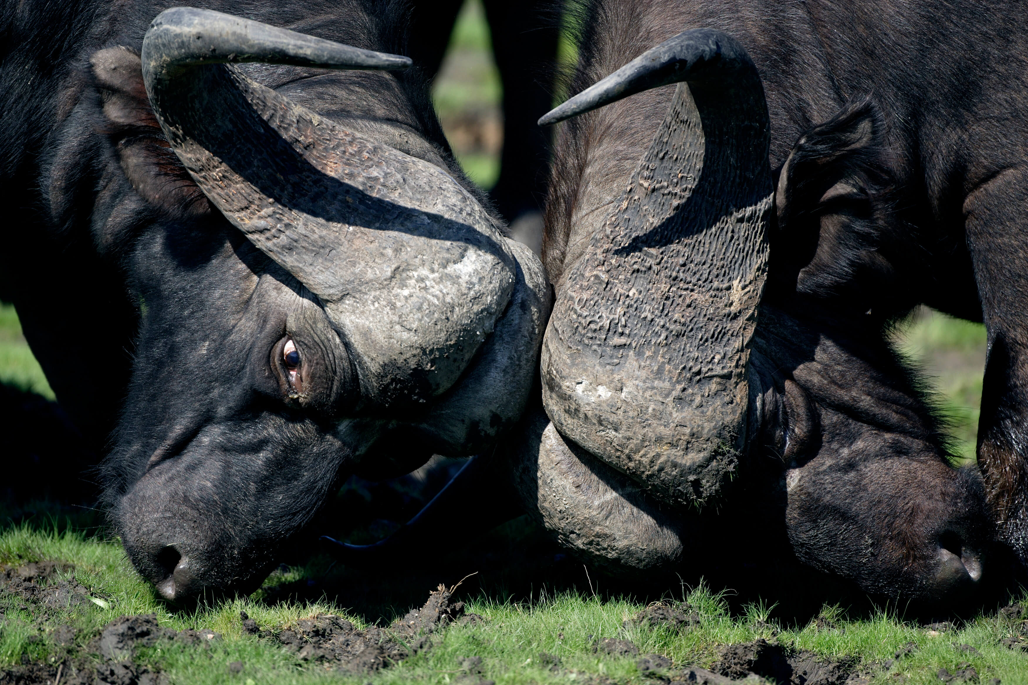 Buffels in Kwando Botswana