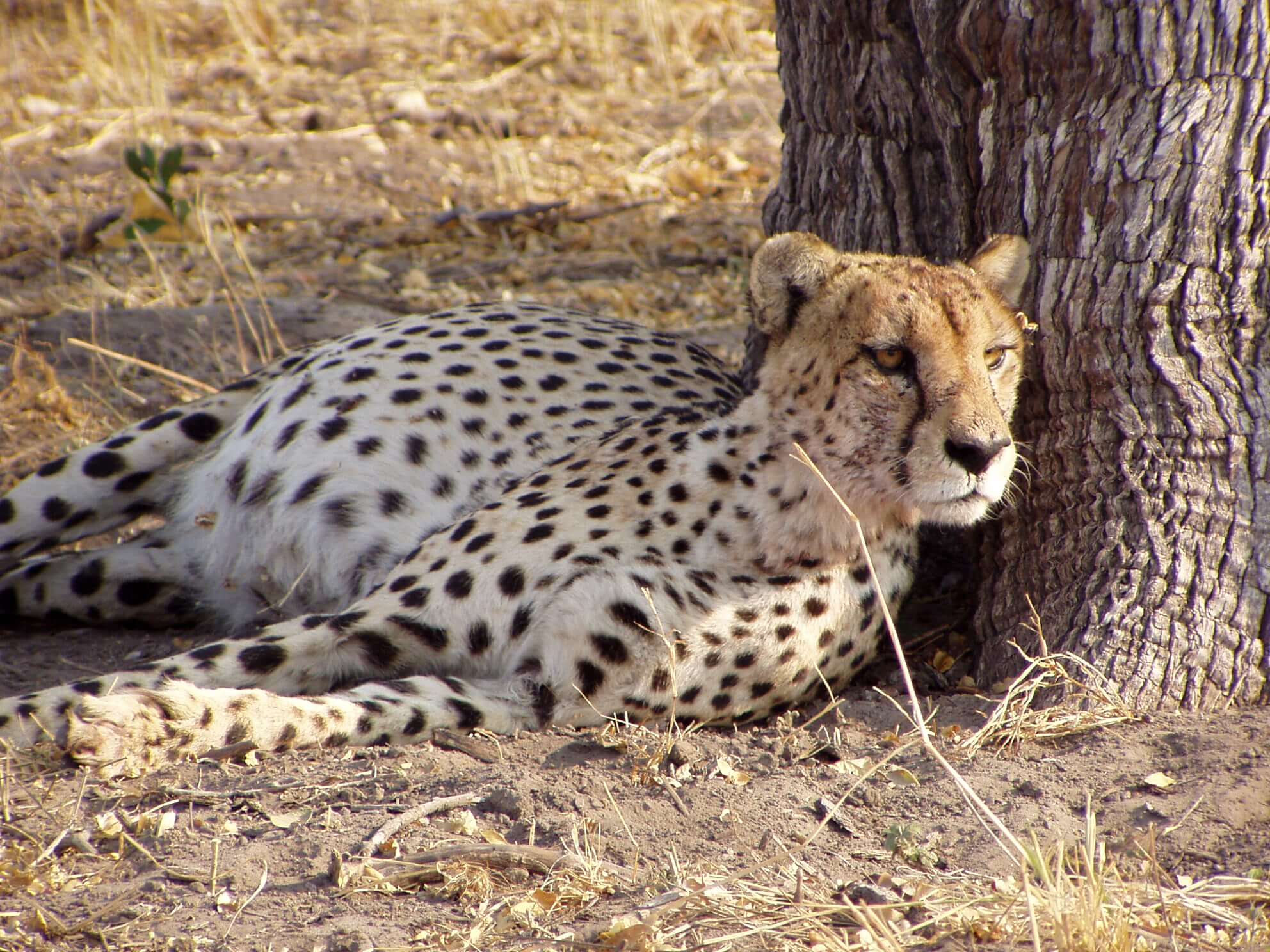 Cheetah in Selinda Botswana