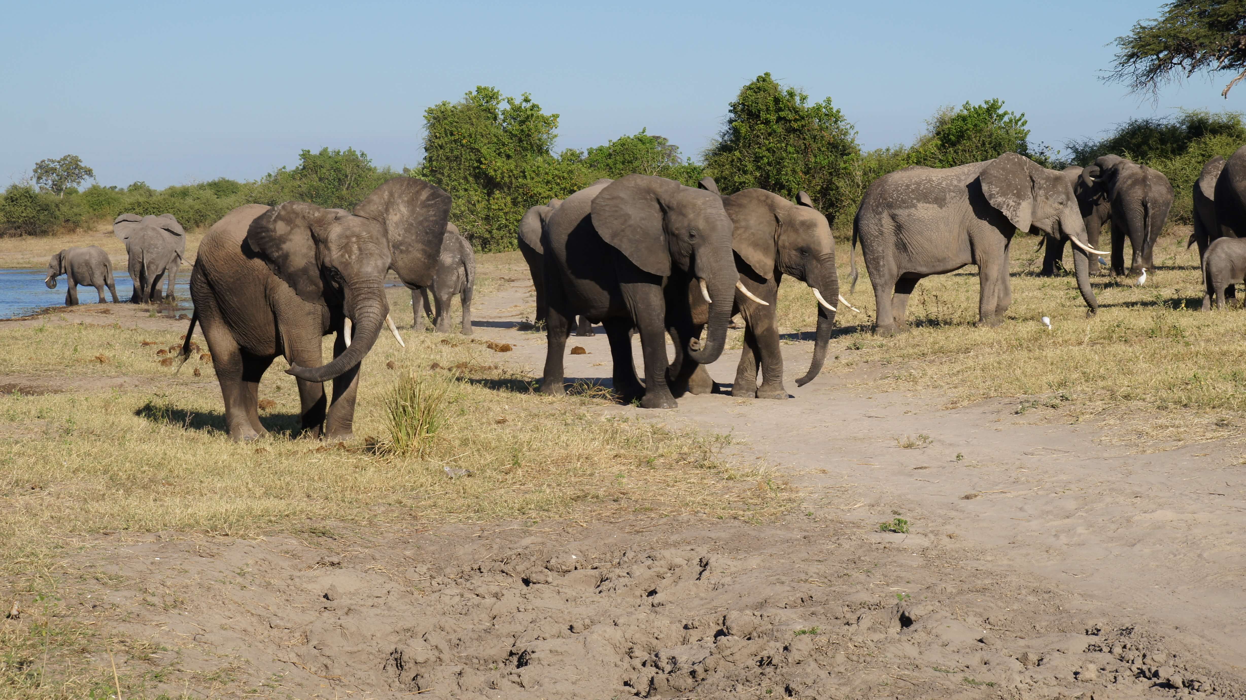Olifanten op oever Chobe rivier Botswana