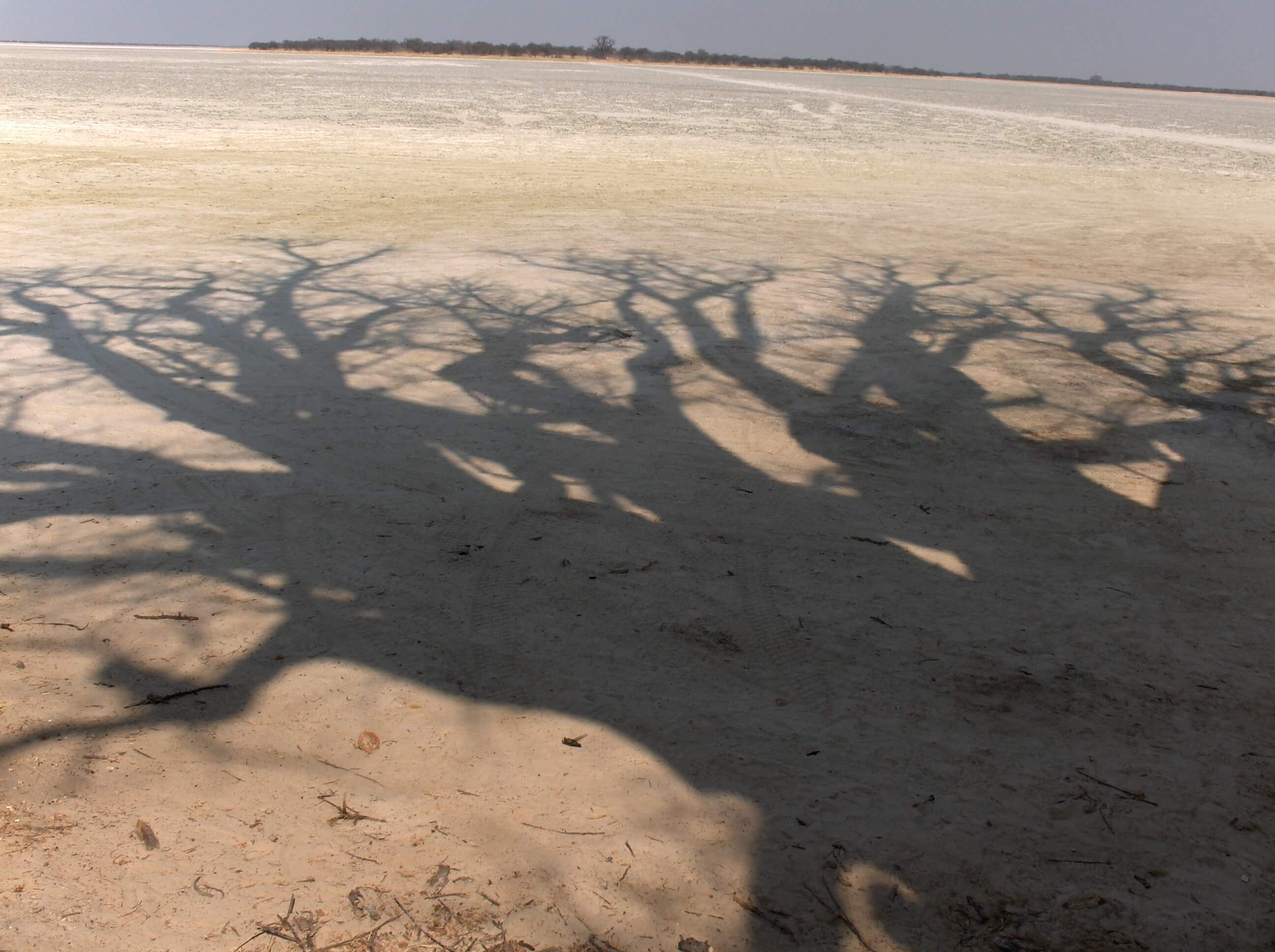Baines Baobabs in zoutpan Botswana