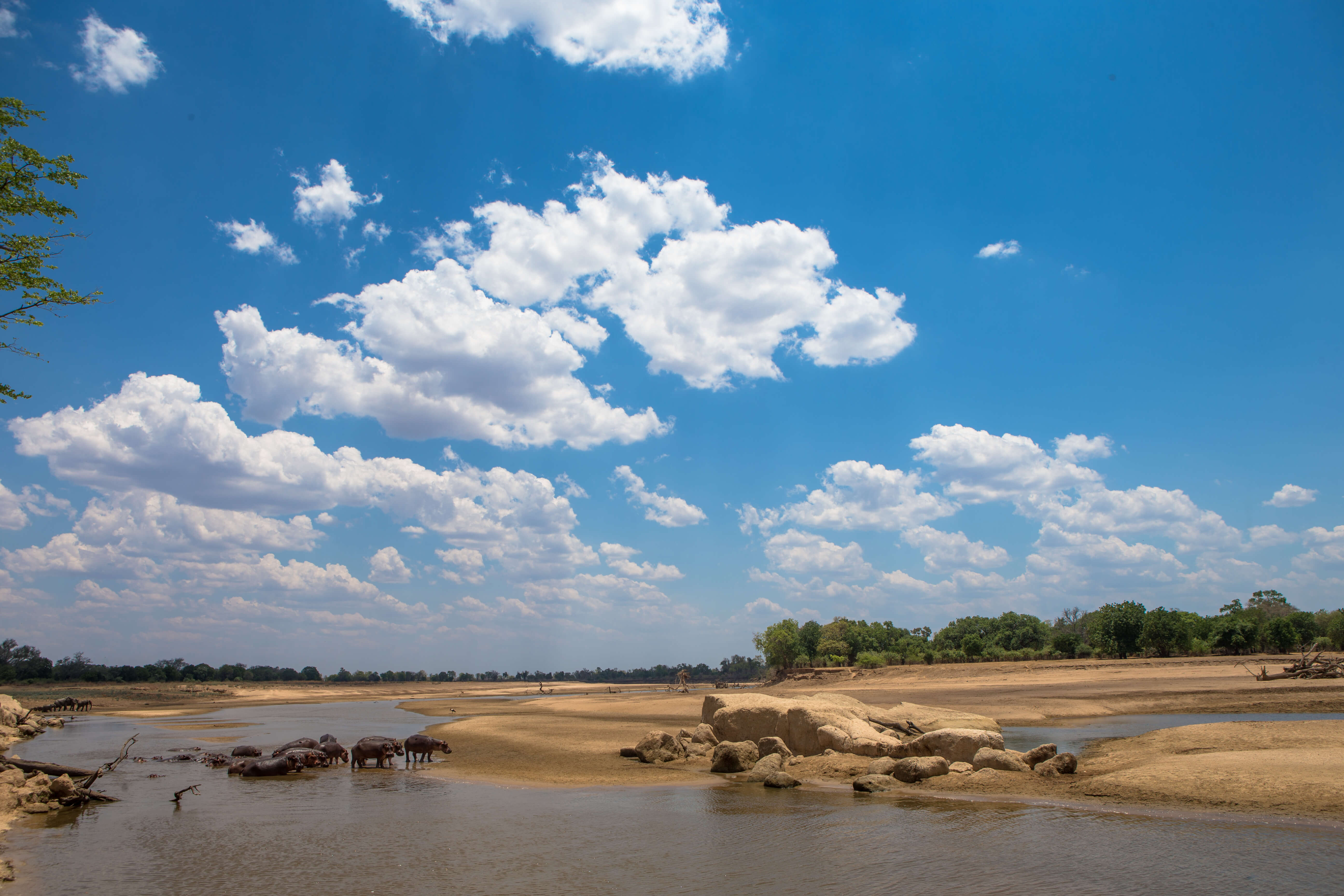 Nijlpaarden in de Luangwa rivier in Zambia