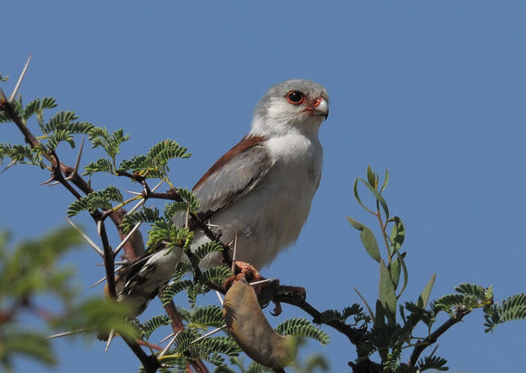 Pygmy falcon Noord Kaap Zuid-Afrika