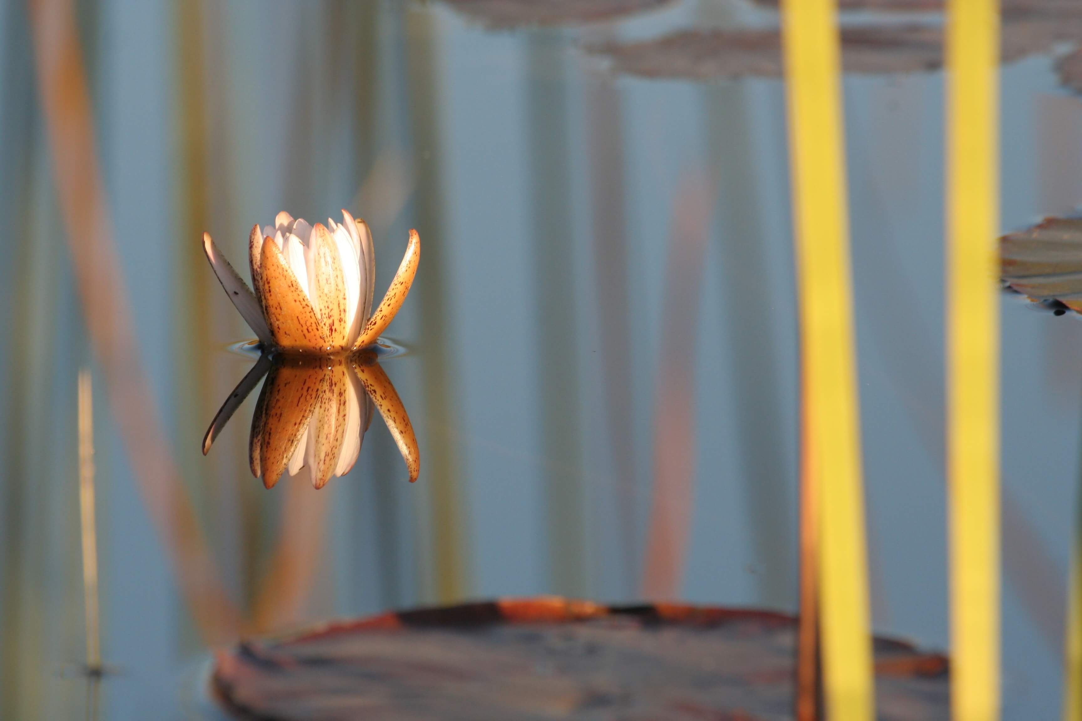 Waterlelie in Selinda Botswana