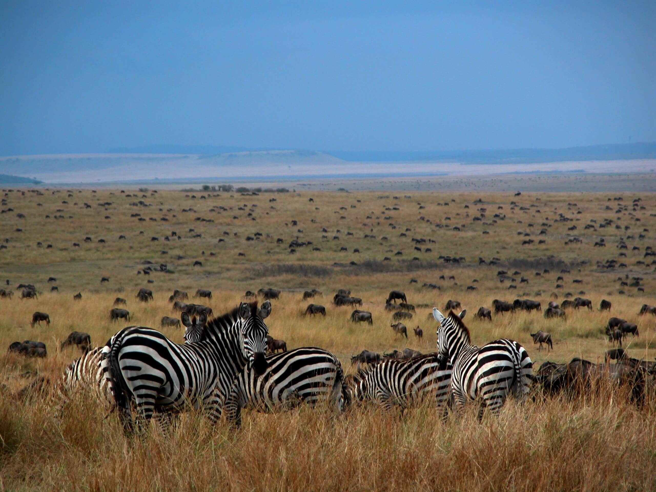 Safari Tanzania zebra's kijken uit op Grote Migratie Serengeti Tanzania