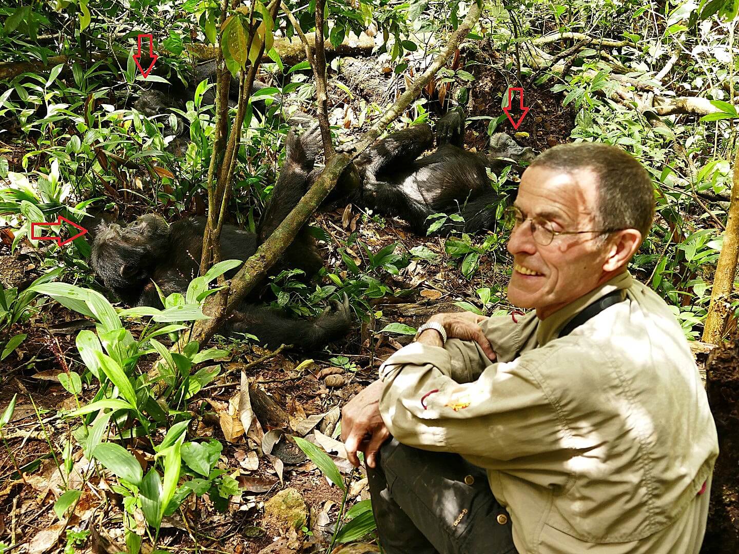 André van Hecke bij chimpansees in Uganda